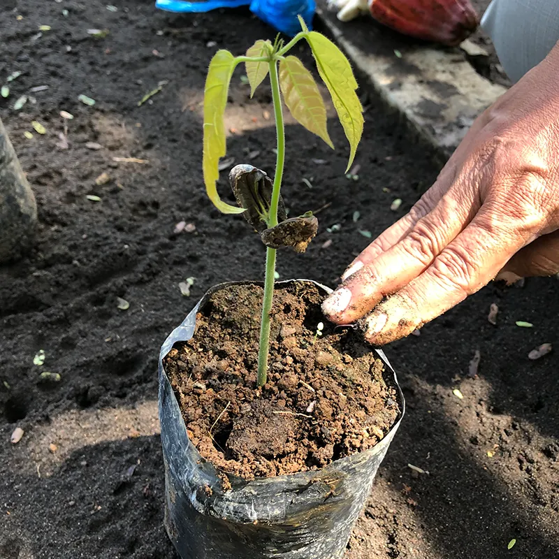 1. Plantation & post harvest